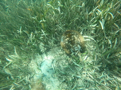 Urobatis jamaicensis