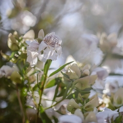 Prostanthera striatiflora