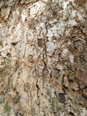 Duabanga grandiflora