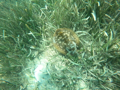 Urobatis jamaicensis