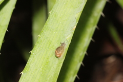 Physa