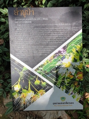Duabanga grandiflora