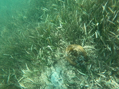 Urobatis jamaicensis