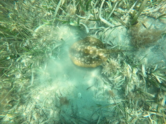 Urobatis jamaicensis