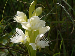 Pecteilis gigantea