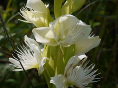 Pecteilis gigantea