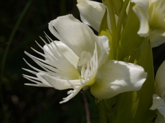 Pecteilis gigantea