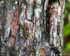 Anolis humilis