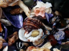 Turritriton labiosus