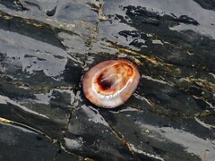 Patelloida latistrigata