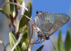 Satyrium tetra