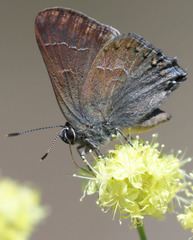 Satyrium tetra