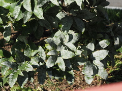 Podosphaera clandestina