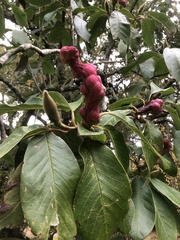 Magnolia
