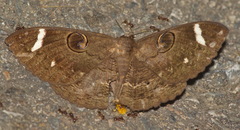 Erebus hieroglyphica