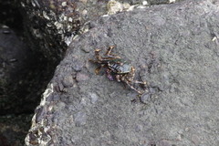 Grapsus
