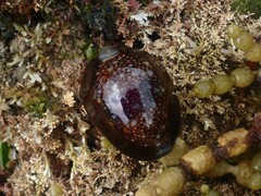 Monetaria caputserpentis