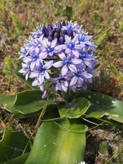Scilla peruviana