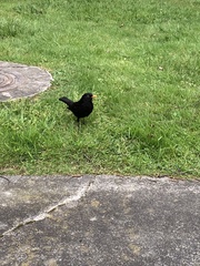 Turdus merula merula