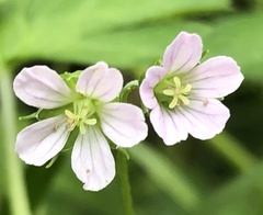 Geranium homeanum