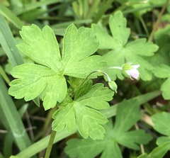 Geranium homeanum
