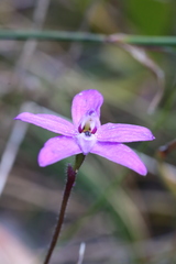 Glossodia minor