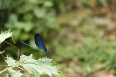 Matrona cyanoptera