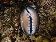 Monetaria caputserpentis