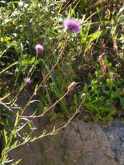 Cirsium chinense
