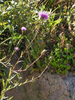 Chinese Thistle - Photo (c) Chuangzao, some rights reserved (CC BY-NC), uploaded by Chuangzao