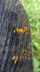 Dacrymyces