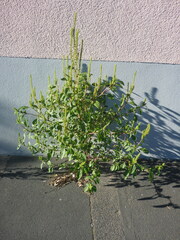 Amaranthus powellii