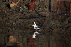 Larus schistisagus
