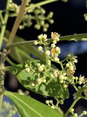 Schinus terebinthifolia