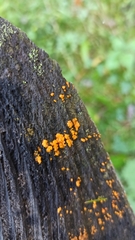 Dacrymyces