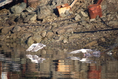 Larus schistisagus