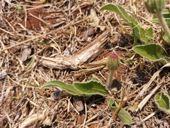 Gerbera viridifolia