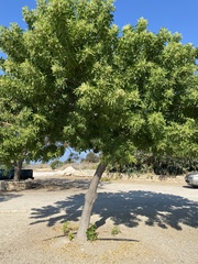 Schinus terebinthifolia