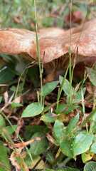 Lactarius xanthogalactus