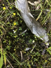 Cicendia quadrangularis