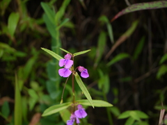 Impatiens oppositifolia