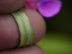 Impatiens oppositifolia