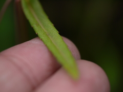 Impatiens oppositifolia
