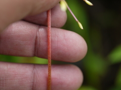 Impatiens oppositifolia