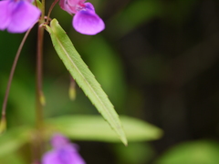 Impatiens oppositifolia