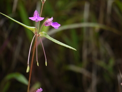 Impatiens oppositifolia