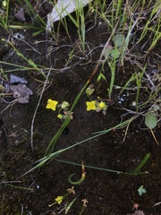 Cicendia quadrangularis