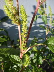 Amaranthus powellii