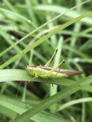 Conocephalus maculatus