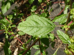 Amaranthus powellii